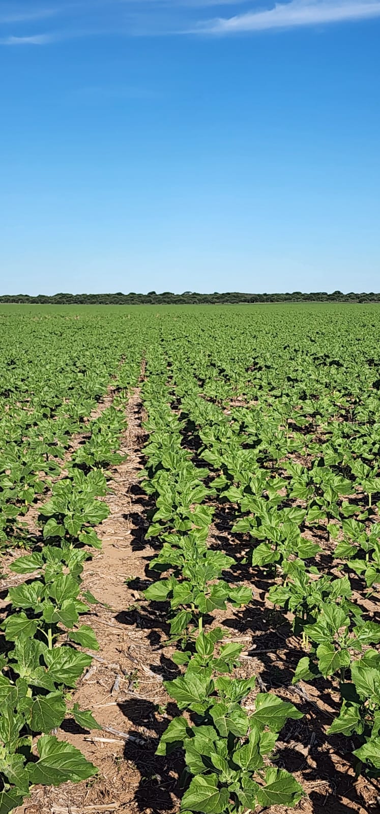 Producción de girasol 1