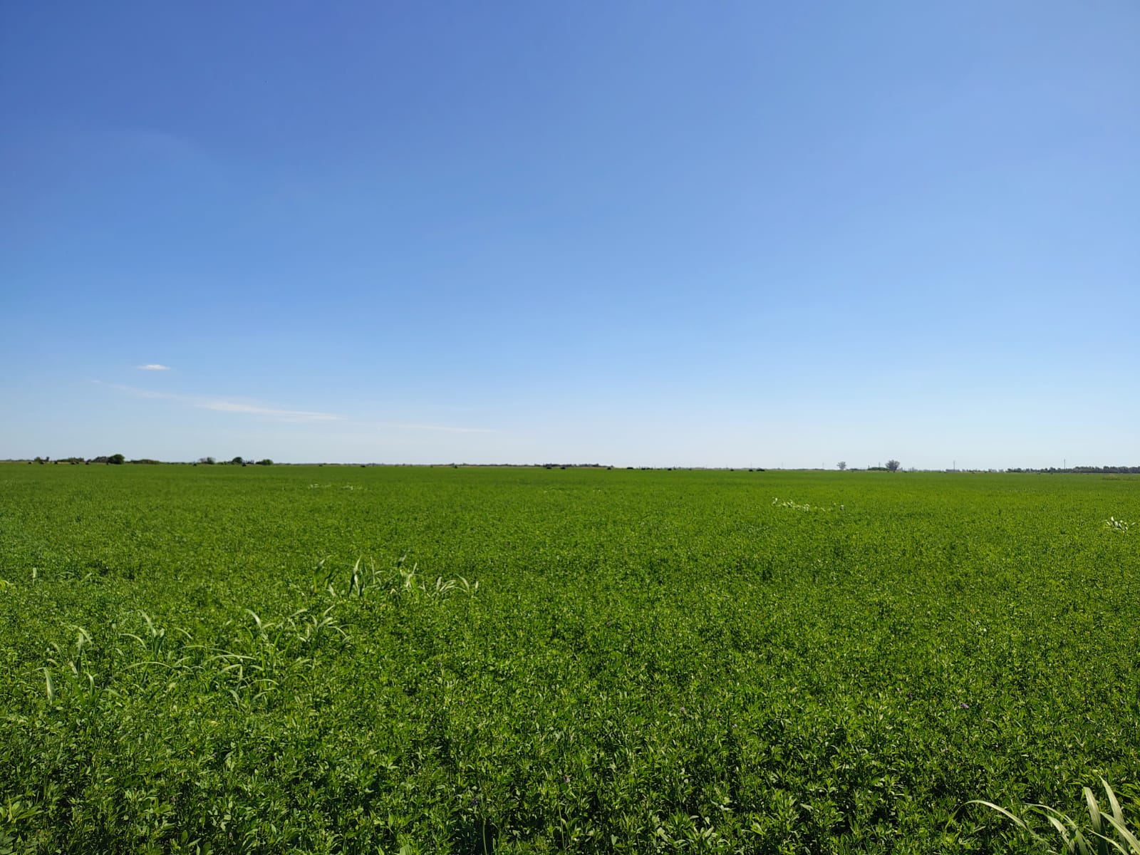 Producción de girasol 2