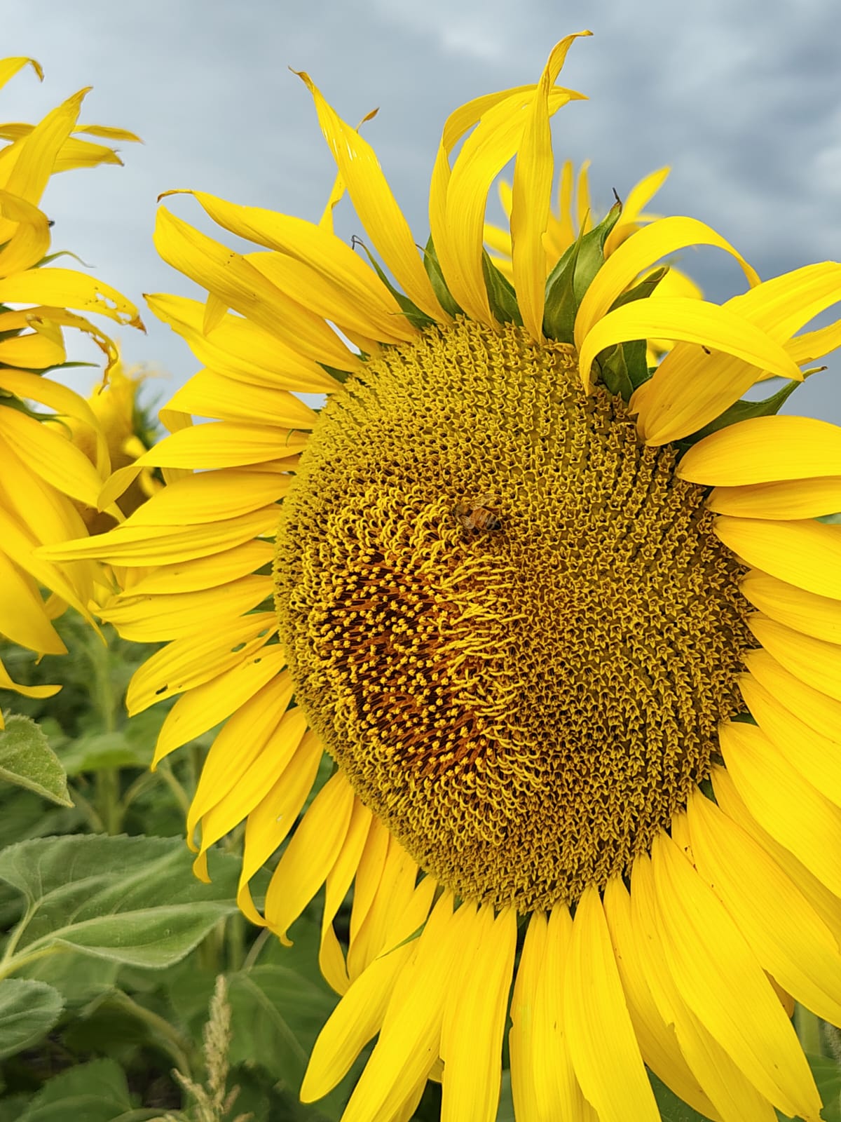Producción de girasol 3
